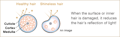 When the surface or inner hair is damaged, it reduces the hair's reflection of light!