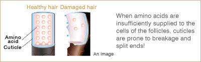 When amino acids are insufficiently supplied to the cells of the follicles, cuticles are prone to breakage and split ends!